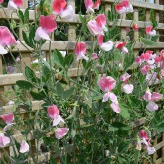 Painted Lady Sweet Pea