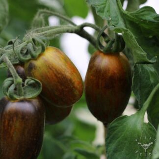 Brad's Atomic Grape Tomato