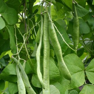 Emergo Runner Beans