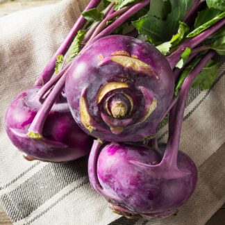 Purple Delicacy Kohlrabi