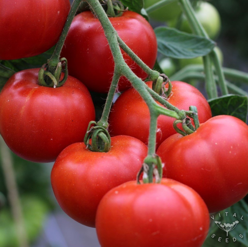 Matina Tomato