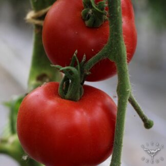 Matina Tomato