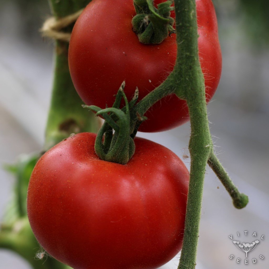 Matina Tomato