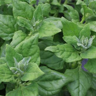 New Zealand Spinach