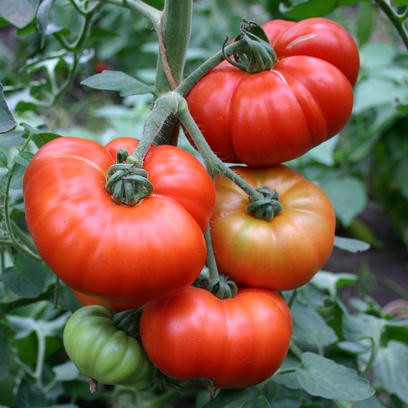 Marmande Tomato