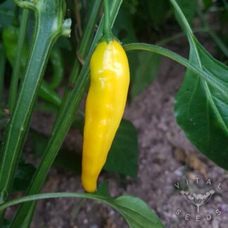 Lemon Drop Chilli