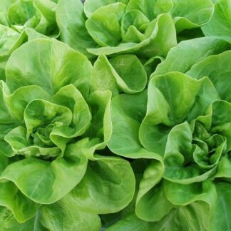 Brighton Winter Lettuce