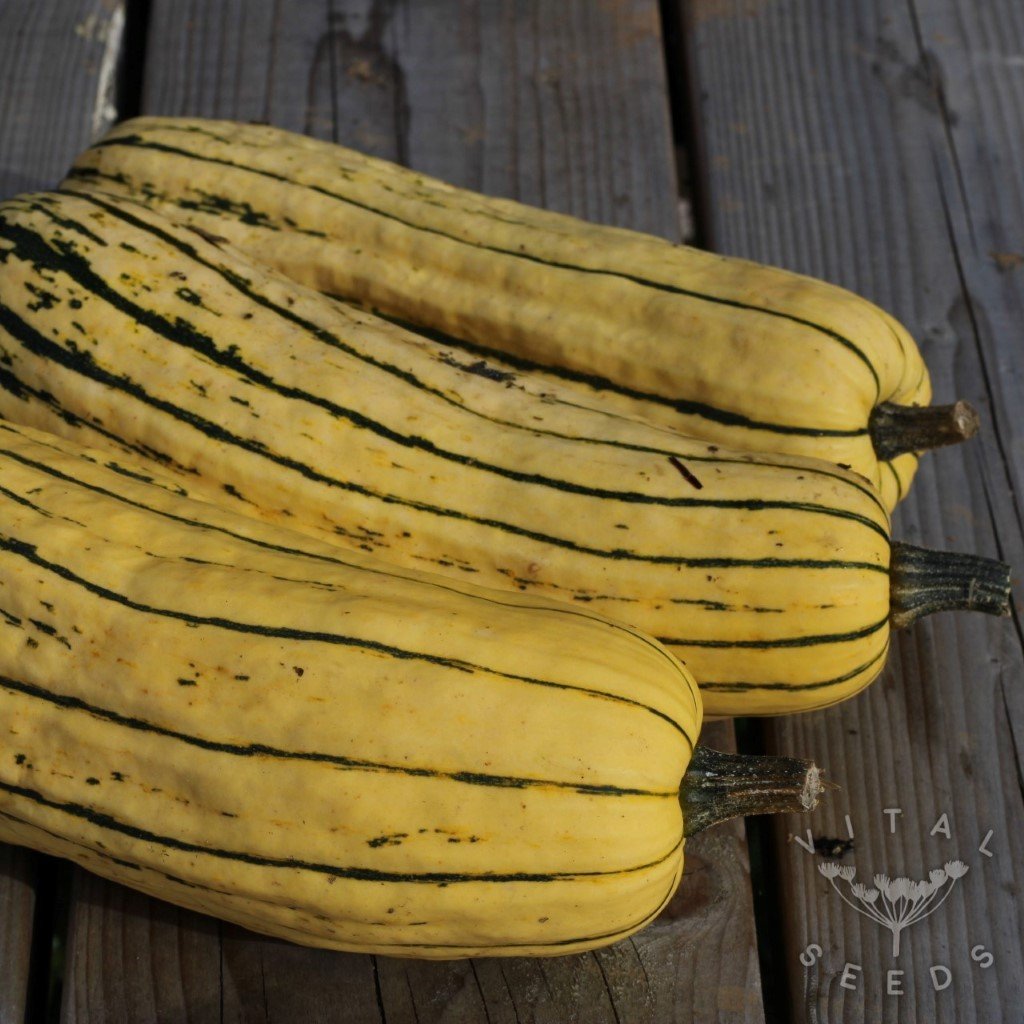 Delicata Zeppelin Winter squash