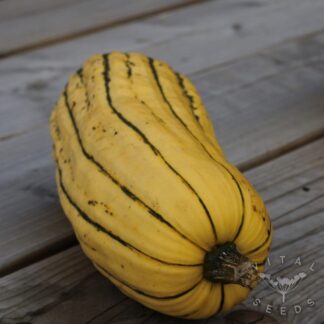 Delicata Zeppelin Winter squash