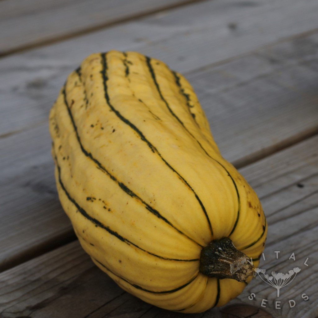 Delicata Zeppelin Winter squash