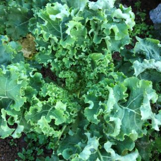 Pentland Brigg Kale