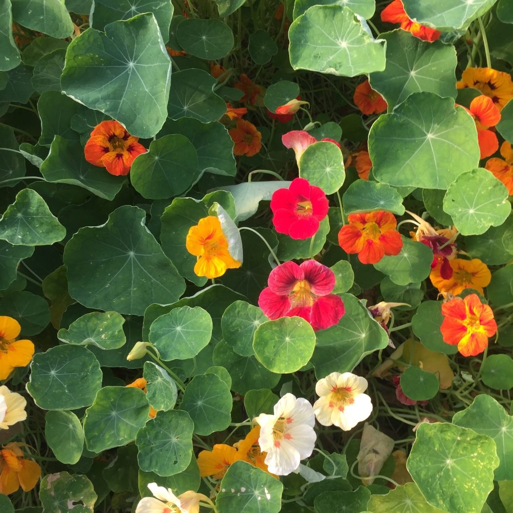 Dwarf Nasturtium