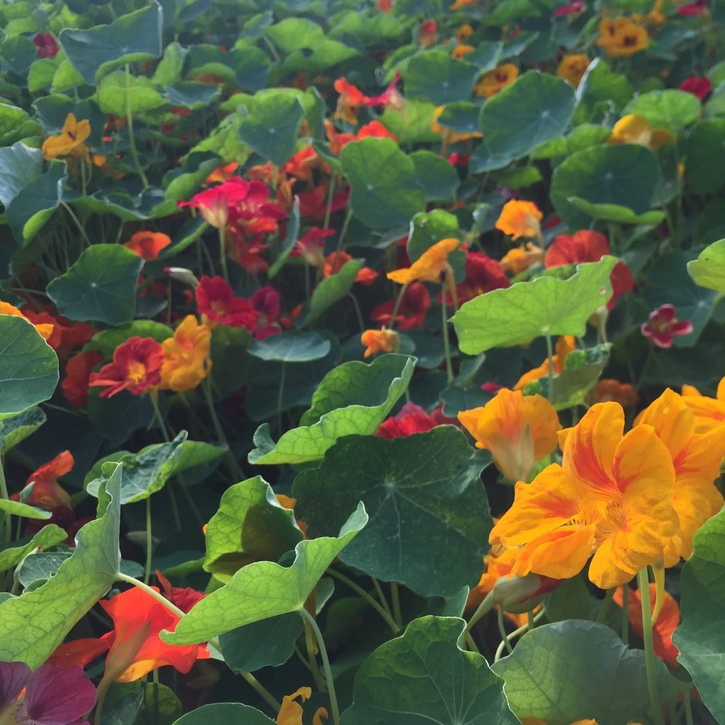 Dwarf Nasturtium