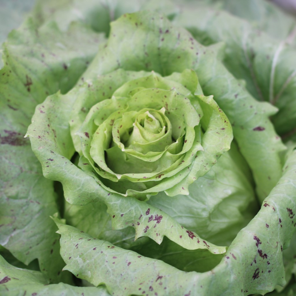 Castelfranco radiccio