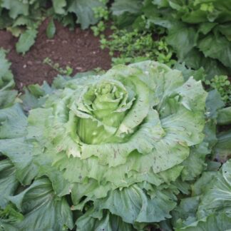 Castelfranco radiccio