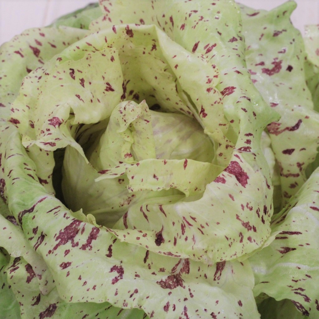 Castelfranco radiccio
