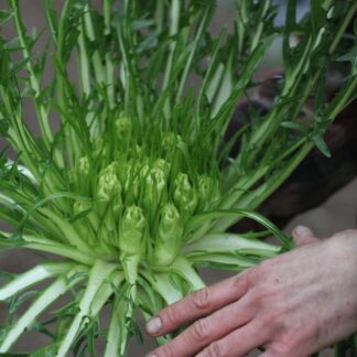 Puntarelle Chicory