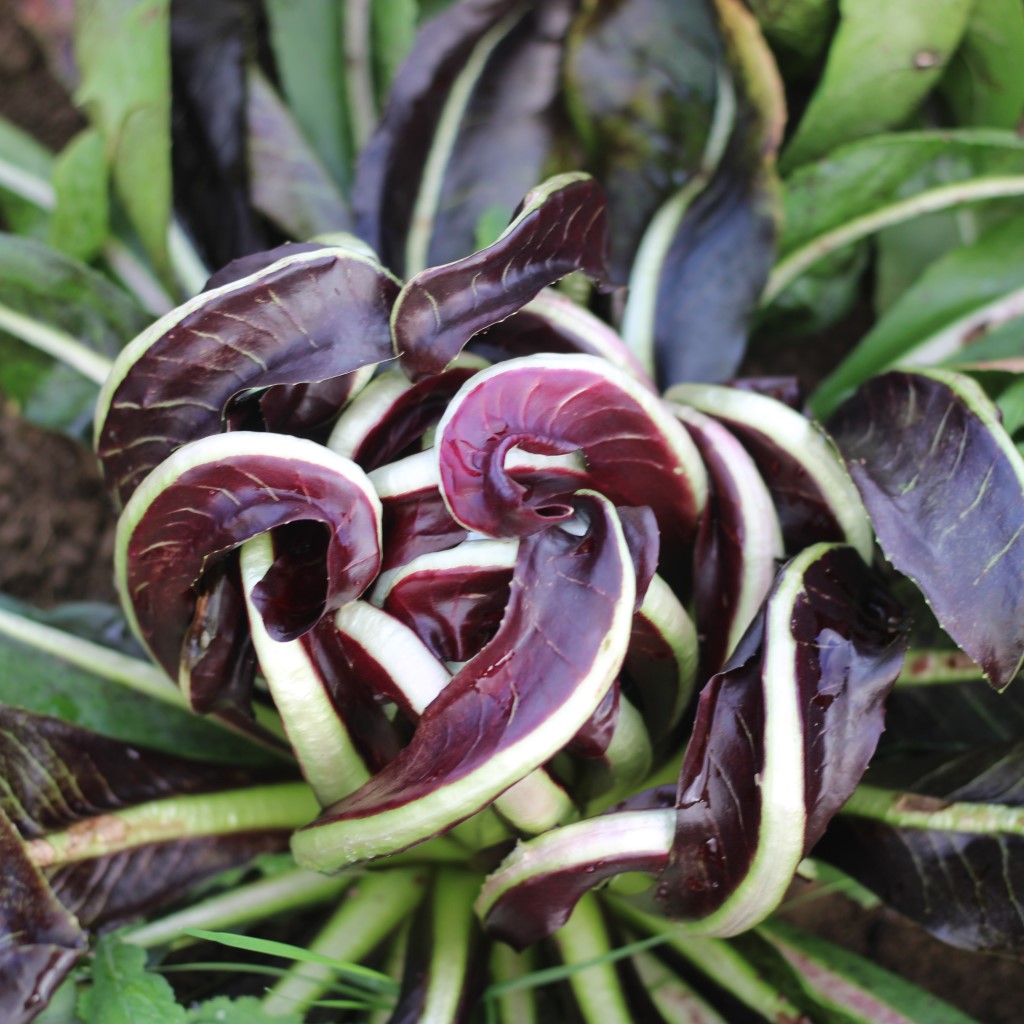 Treviso Late radicchio