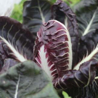 Treviso Early radicchio