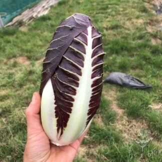 Treviso Early radicchio