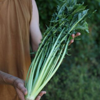 Catalogna Gigante di Chioggia Chicory