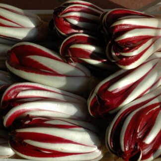 Treviso late radicchio