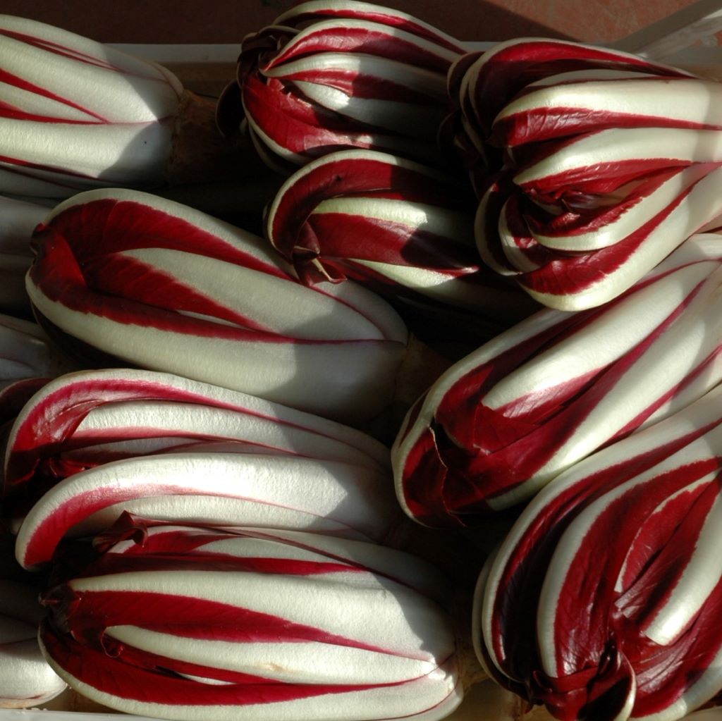 Treviso late radicchio