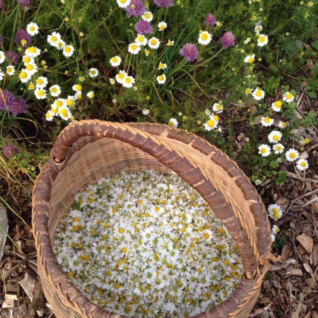 German Chamomile
