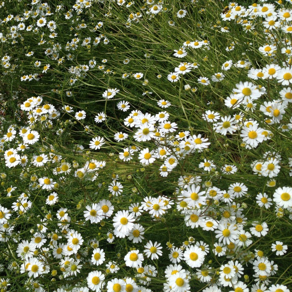 German Chamomile