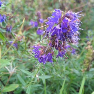 Hyssop