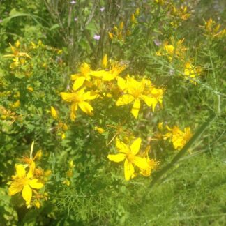 St John's Wort