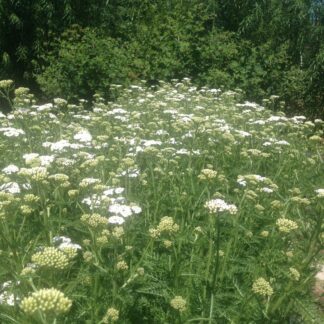 Yarrow
