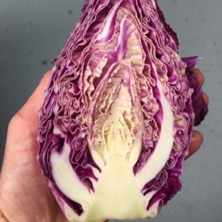 Kalibos red Cabbage
