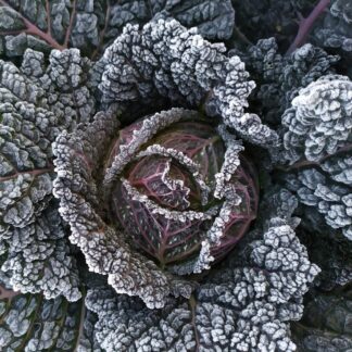 Verza Moretta Winter cabbage