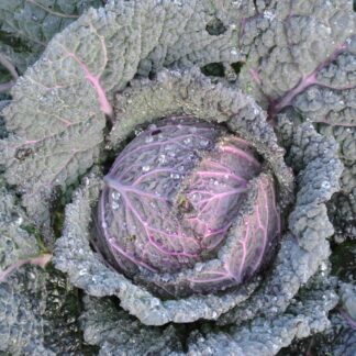 Verza Moretta Winter cabbage