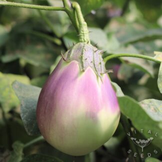 Cesky Rany Aubergine