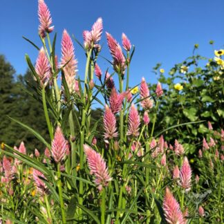 Flamingo Feather Celosia
