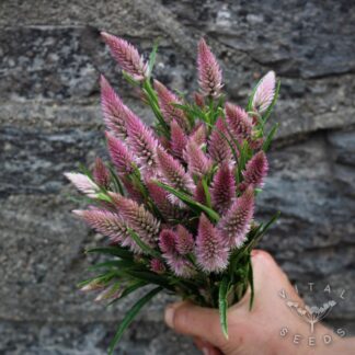 Flamingo Feather Celosia