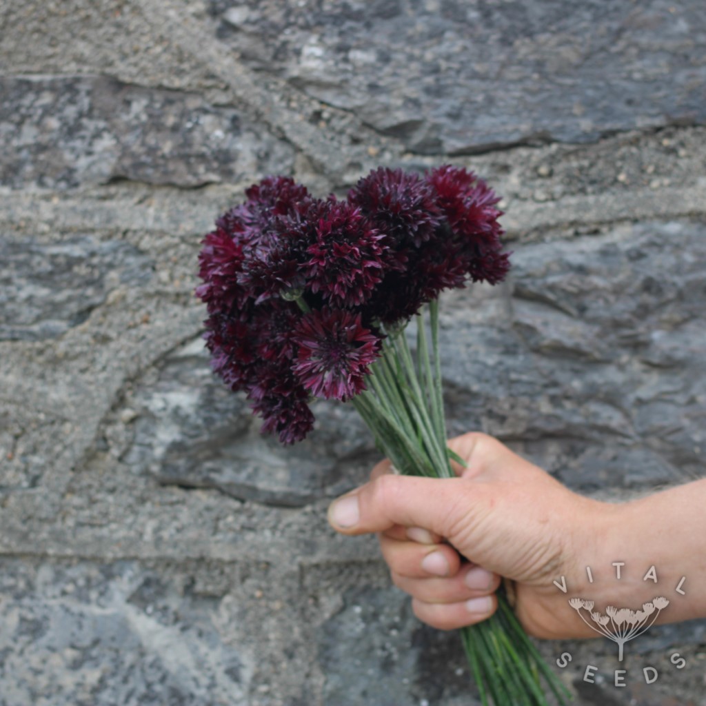 Black Ball Cornflower