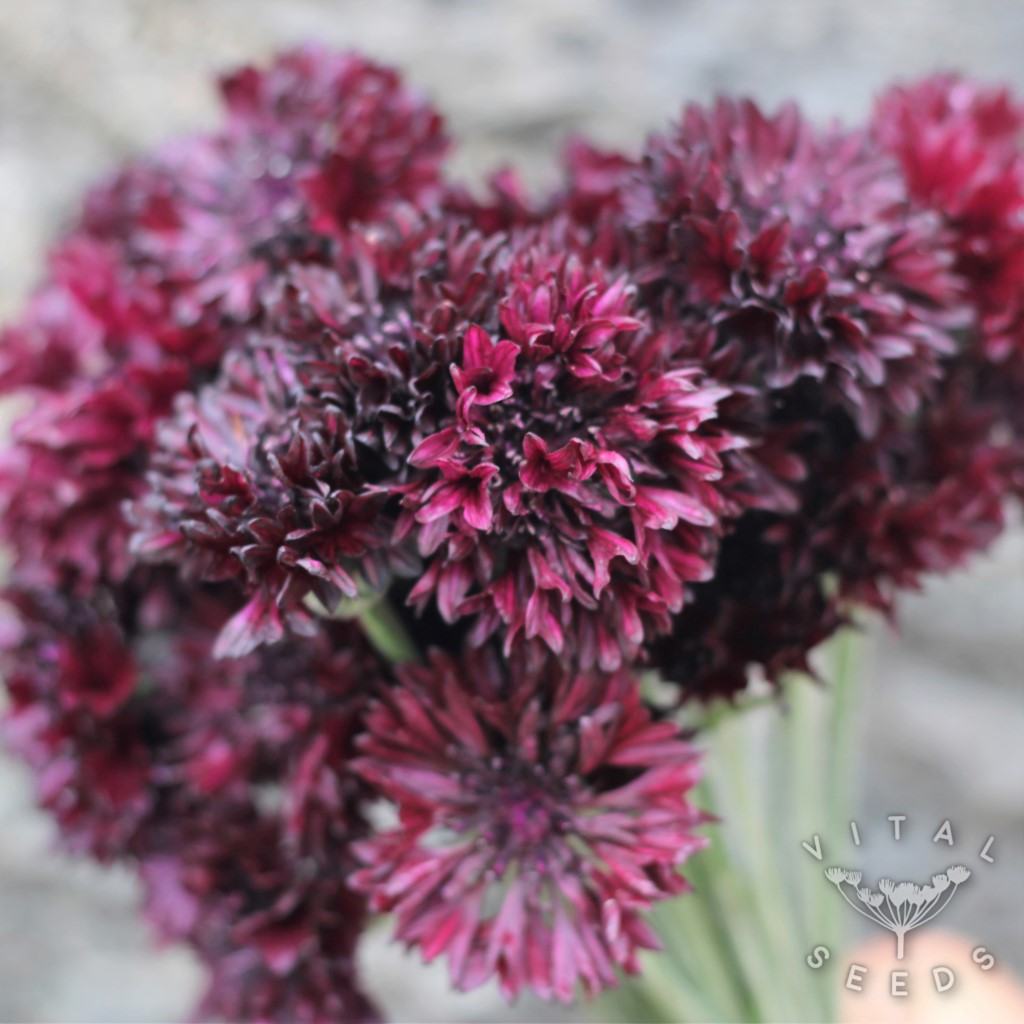 Black Ball Cornflower