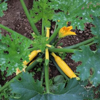 Solara Courgette
