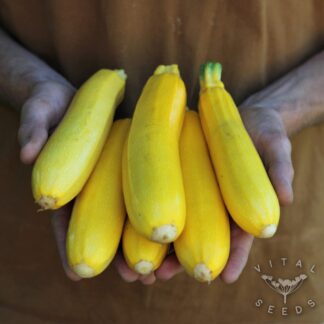 Solara Courgette