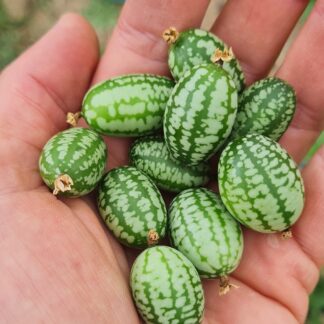 Cucamelon Seeds