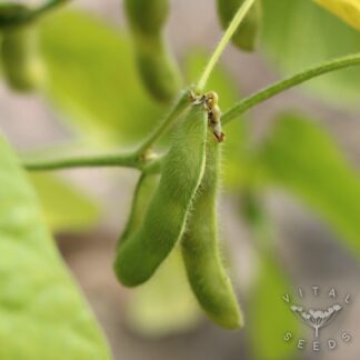 Soybean Seeds