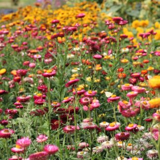 Monstrosum Helichrysum