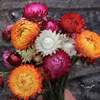 Monstrosum Helichrysum