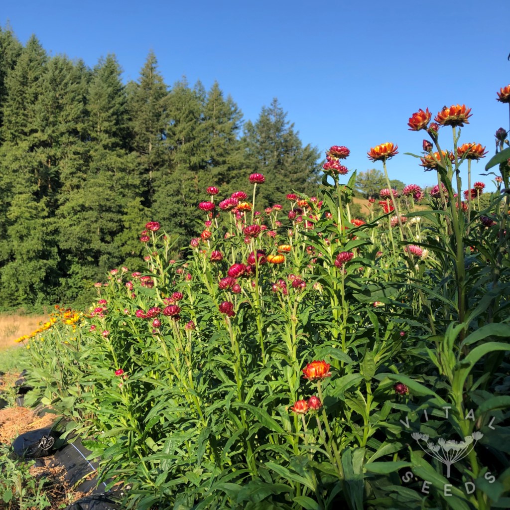 Monstrosum Helichrysum