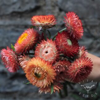 Salmon Rose Helichrysum