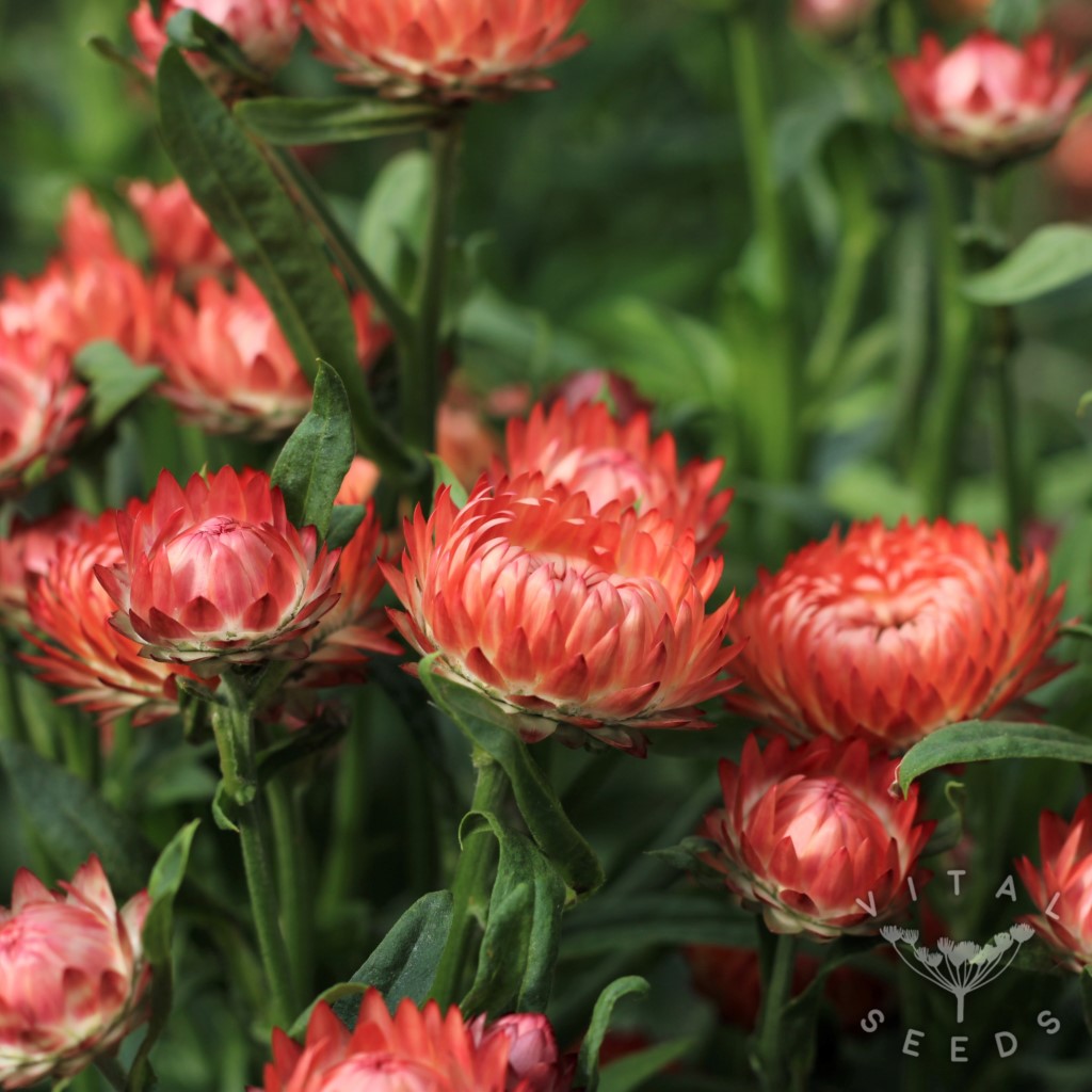 Salmon Rose Helichrysum