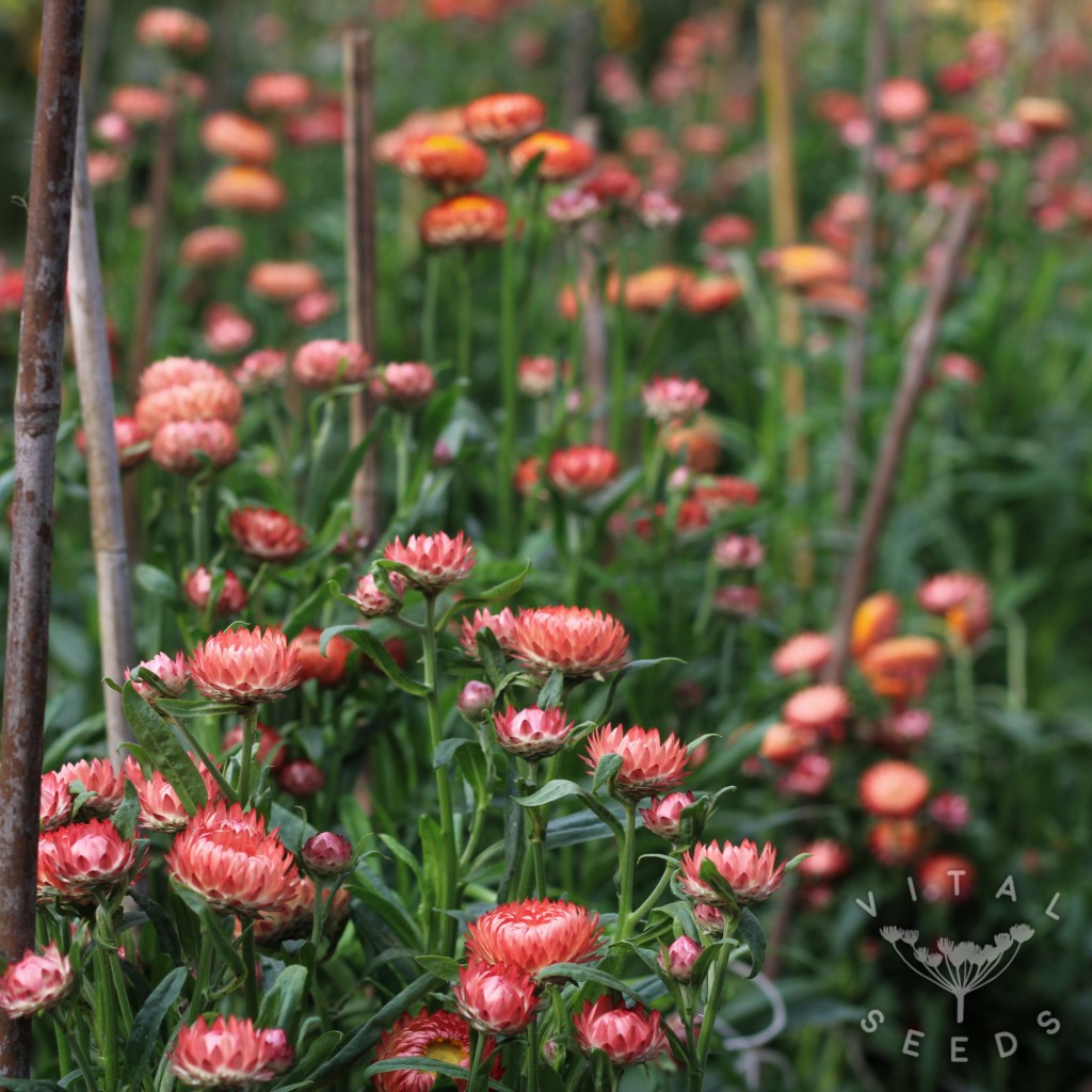 Salmon Rose Helichrysum